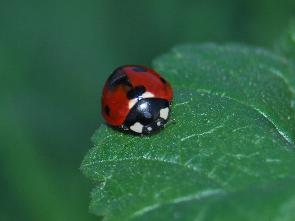 Coccinella septempunctata